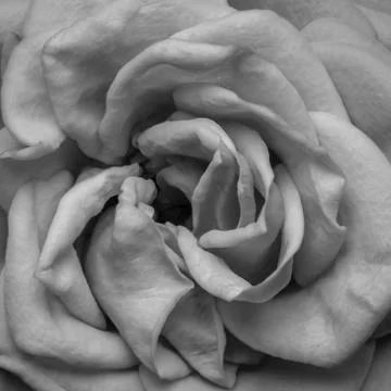 Red rose Stock Photos