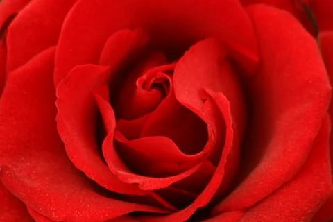 Red rose Stock Photos