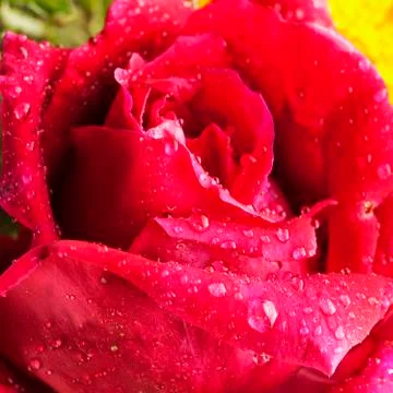 Red rose Stock Photos