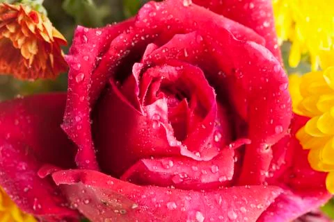 Red rose Stock Photos