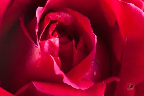 Red rose Stock Photos