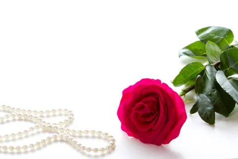 Red rose Stock Photos