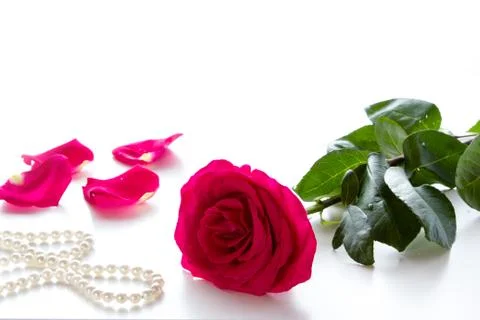 Red rose Stock Photos