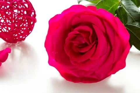 Red rose Stock Photos