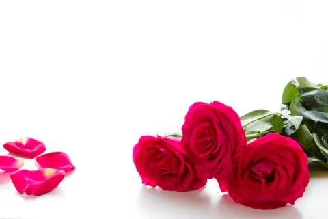 Red rose Stock Photos