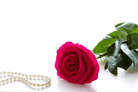 Red rose Stock Photos