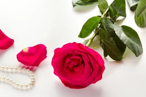 Red rose Stock Photos