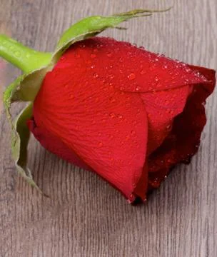 Red Rose Stock Photos