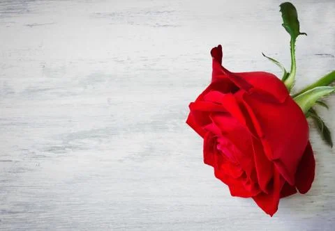 Red rose Stock Photos