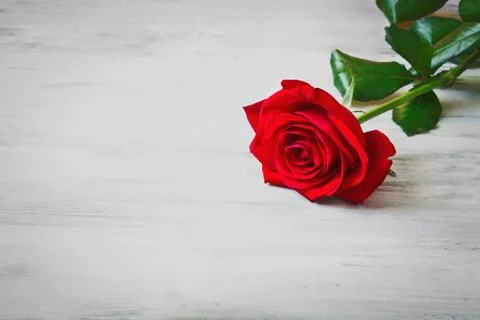 Red rose Stock Photos