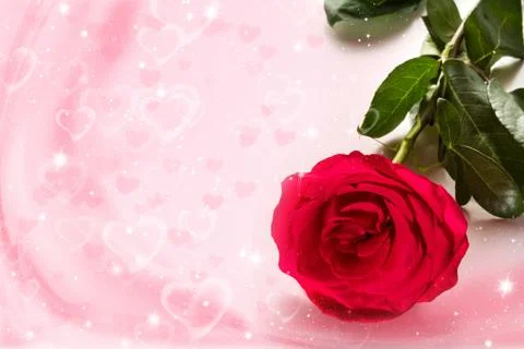 Red rose Stock Photos