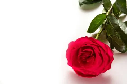 Red rose Stock Photos