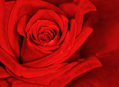 Red rose Stock Photos