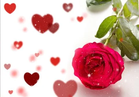 Red rose Stock Photos