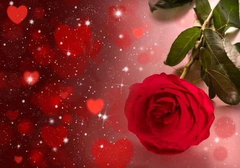 Red rose Stock Photos