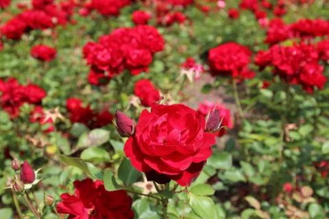 Red rose. 스톡 사진