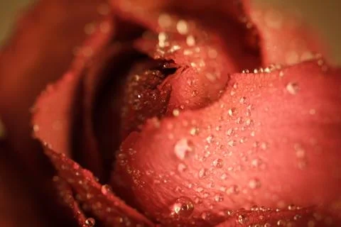 Red rose Stock Photos