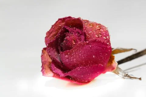 Red rose Fotos Stock