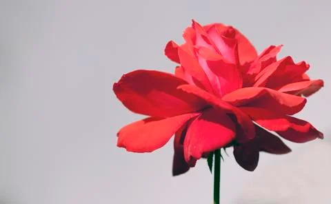 Red Rose Stock Photos