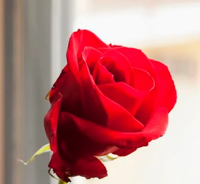 Red rose Stock Photos