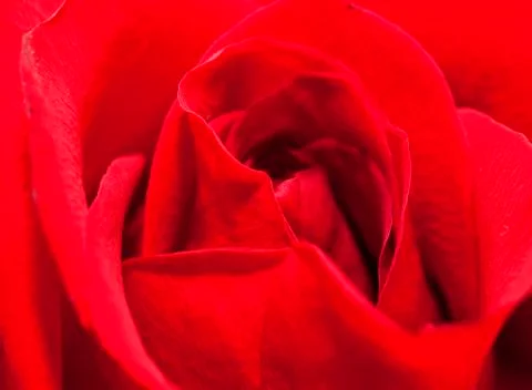 Red rose Stock Photos