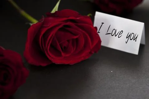 Red rose Stock Photos