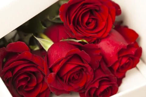 Red rose Stock Photos