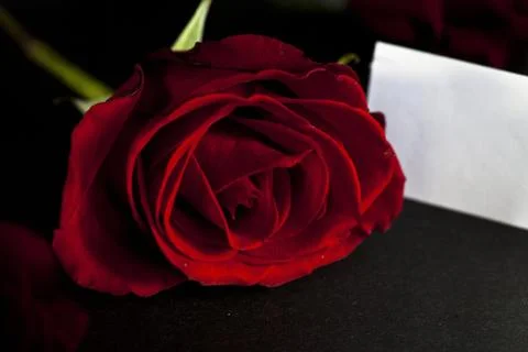Red rose Stock Photos