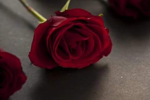 Red rose Stock Photos