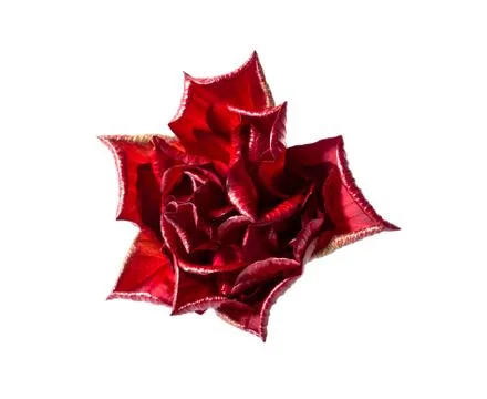 Red Rose Stock Photos