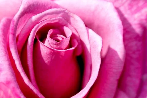 Red rose Stock Photos