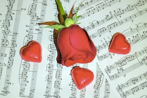 Red rose Stock Photos