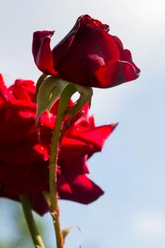 Red rose Stock Photos