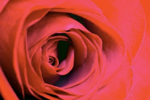 Red rose Stock Photos