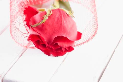 Red rose Stock Photos