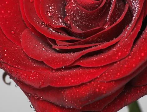 Red rose Stock Photos