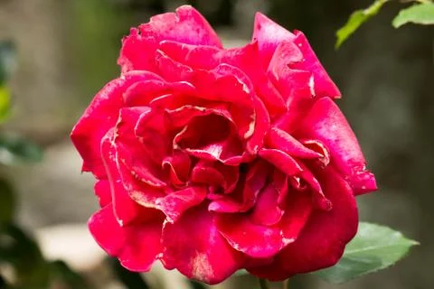 Red rose Stock Photos
