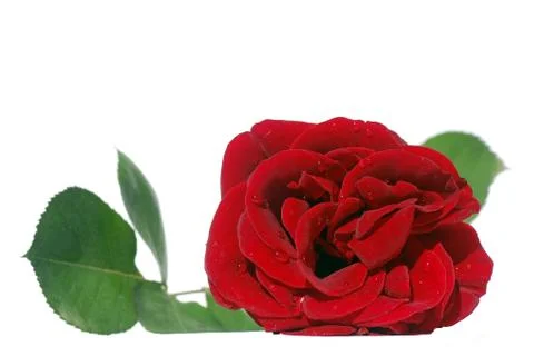 Red rose Stock Photos