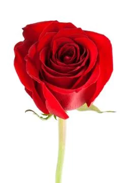 Red rose Stock Photos