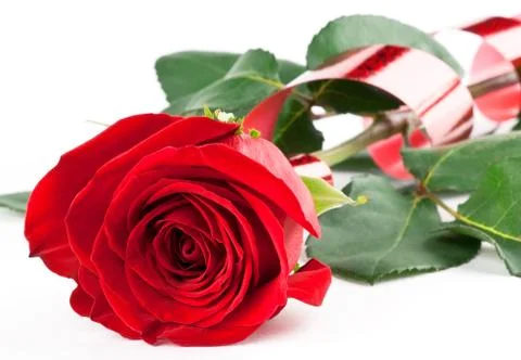 Red rose Stock Photos