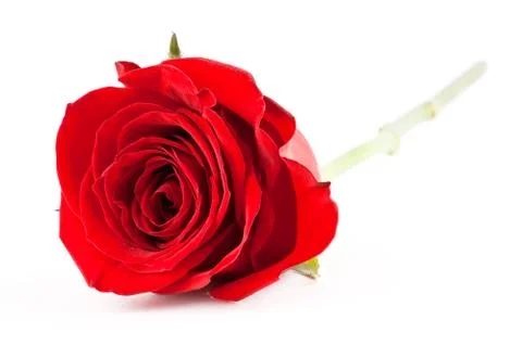 Red rose Foto stock
