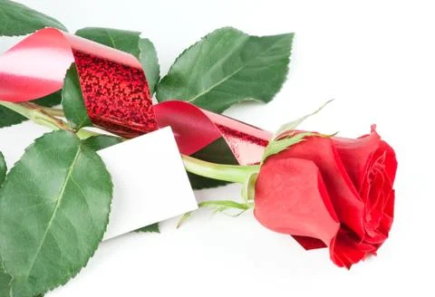 Red rose Stock Photos