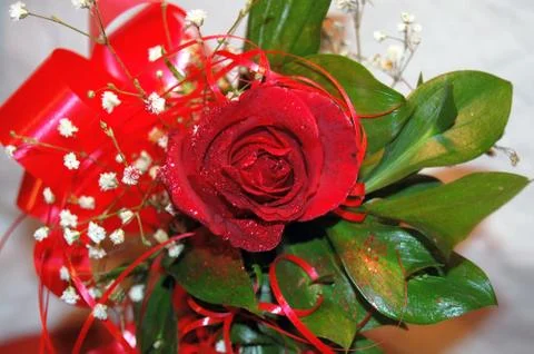 Red rose Stock Photos