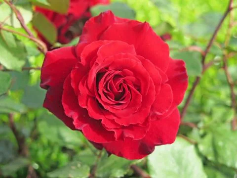 Red rose 库存照片