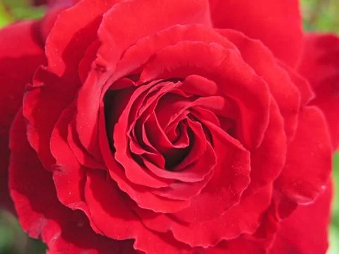 Red rose 库存照片