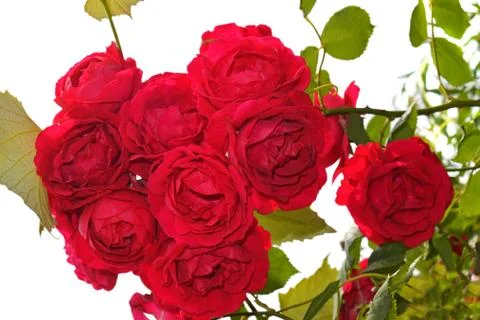 Red rose Stock Photos