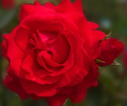 Red rose Stock Photos