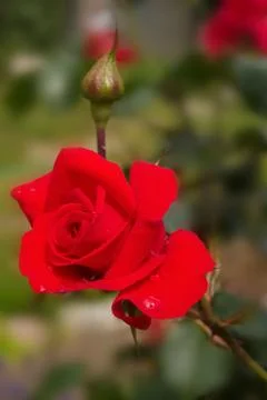 Red rose Stock Photos