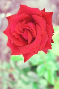 Red rose Foto stock