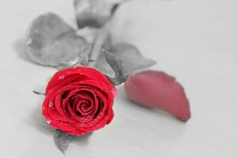 Red rose Stock Photos